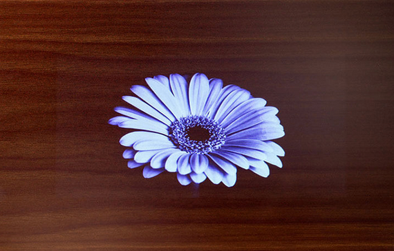 A flower showing on a hidden display screen; Hidden Displays for Sophisticated Spaces